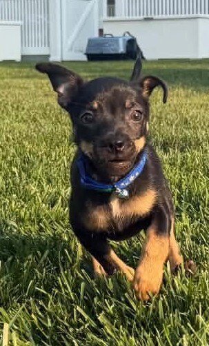 TOFFEE (AL) - Boston Terrier / Chihuahua available for adoption