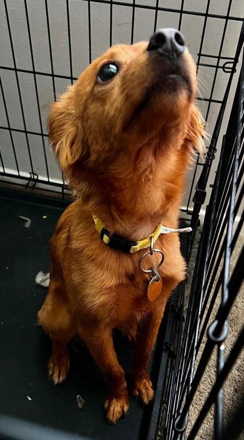 BEAR (AL) - Chihuahua / Terrier available for adoption