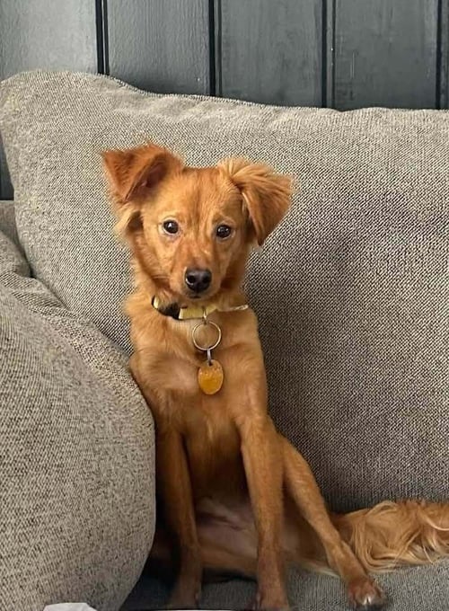 BEAR (AL) - Chihuahua / Terrier available for adoption