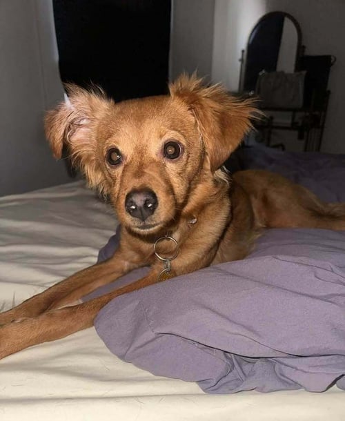 BEAR (AL) - Chihuahua / Terrier available for adoption