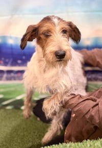 Linus (AL) - Photo 3