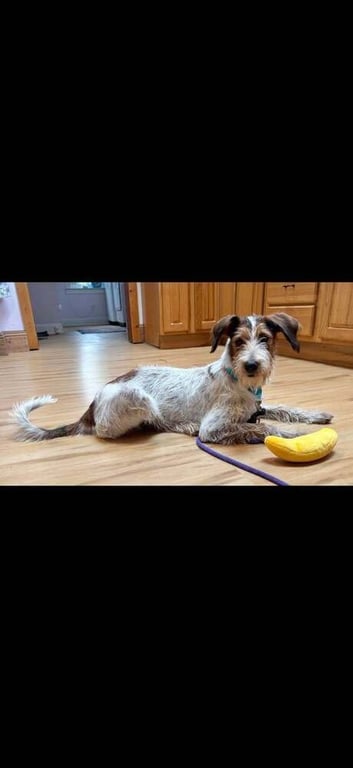 Linus (AL) Image