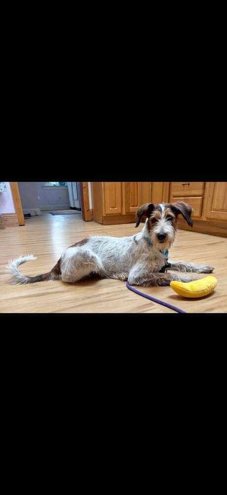 LINUS (AL) - Terrier available for adoption