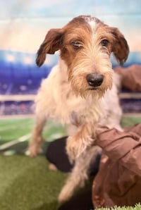 Linus (AL) - Photo 2