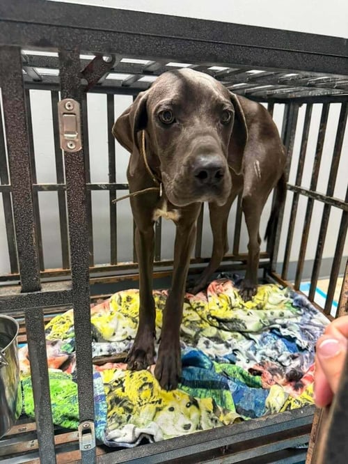 DIAMOND (AL) - Great Dane available for adoption