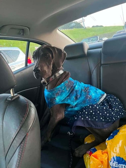 DIAMOND (AL) - Great Dane available for adoption