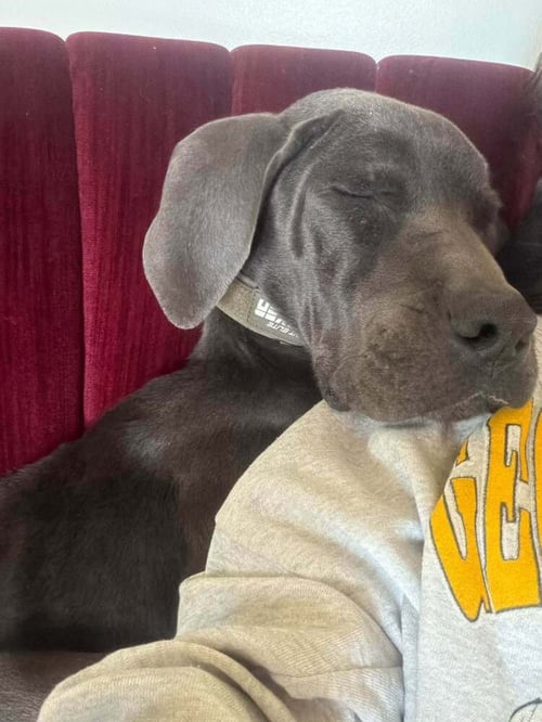 DIAMOND (AL) - Great Dane available for adoption