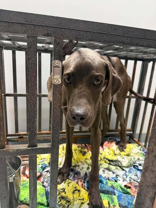 DIAMOND (AL) - Great Dane available for adoption