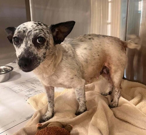 SYDNEY (GA) - Chihuahua for adoption in Jersey City