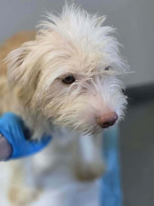 GINGER (AL) - Terrier available for adoption