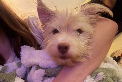 GINGER (AL) - Terrier available for adoption
