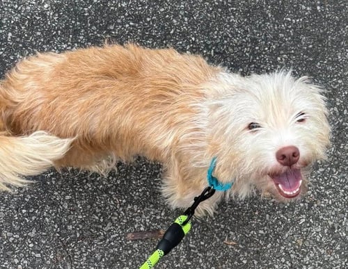 GINGER (AL) - Terrier available for adoption