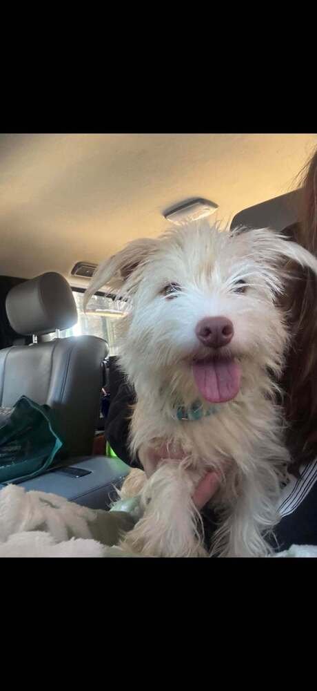 GINGER (AL) - Terrier available for adoption