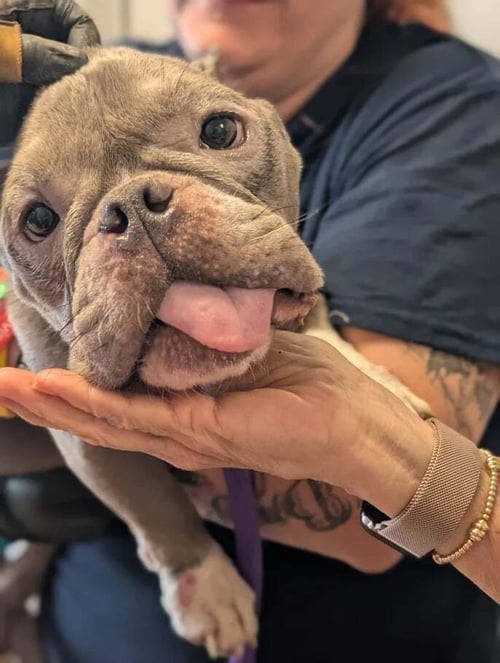 COCO (GA) - French Bulldog for adoption in Jersey City