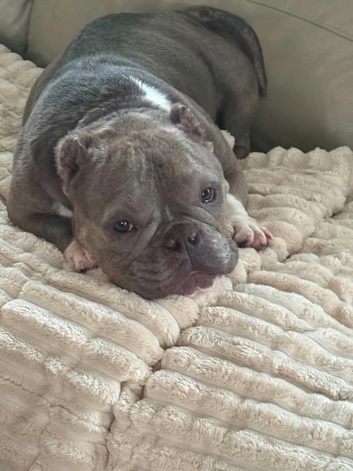 COCO (GA) - French Bulldog available for adoption