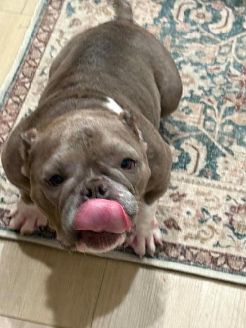 COCO (GA) - French Bulldog available for adoption