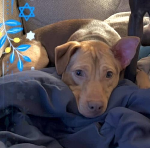 CANDY (AL) - Pit Bull Terrier available for adoption