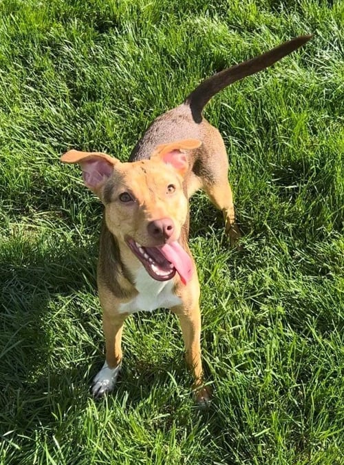 CANDY (AL) - Pit Bull Terrier available for adoption