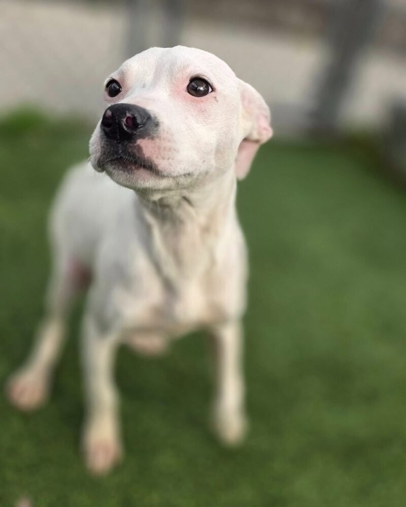 BLUSH (SC) - Pit Bull Terrier available for adoption