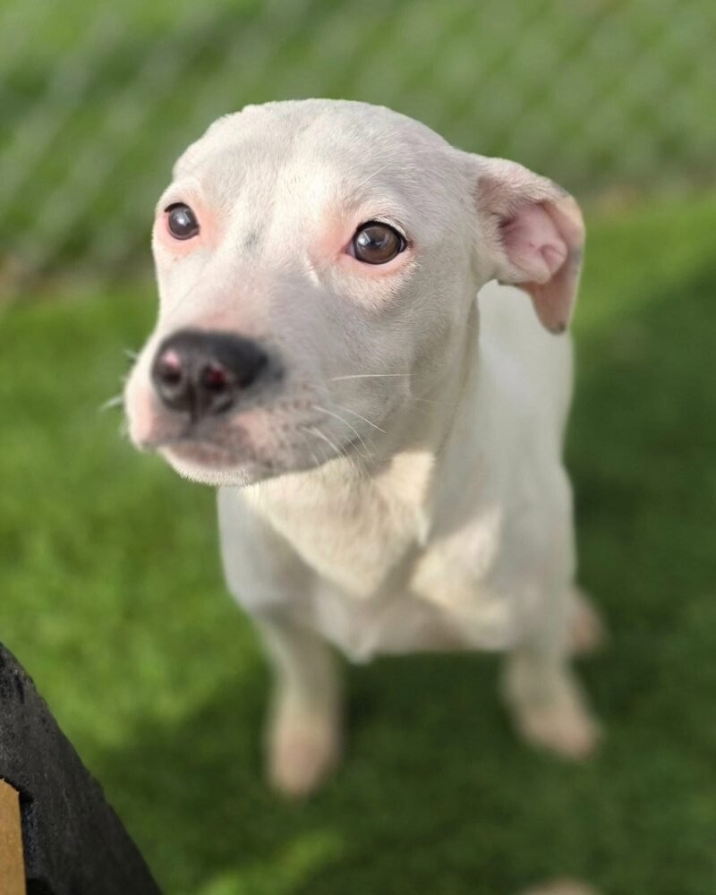 Blush (SC) - Photo 3