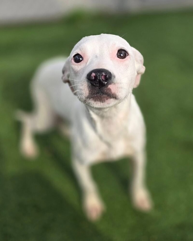 Blush (SC) - Photo 4