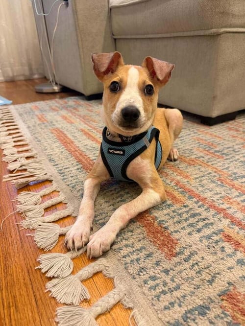 PETE (AL) - Jack Russell Terrier available for adoption