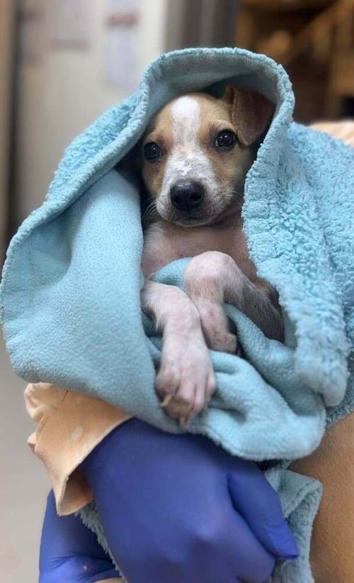 PETE (AL) - Jack Russell Terrier available for adoption