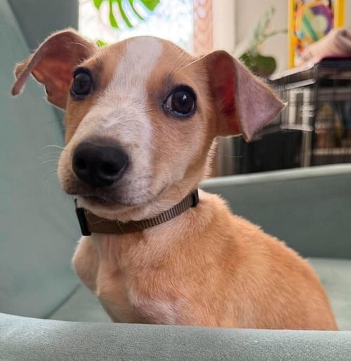 PETE (AL) - Jack Russell Terrier available for adoption
