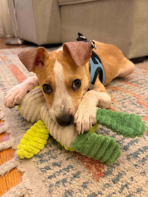 PETE (AL) - Jack Russell Terrier available for adoption