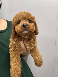 Winston (OH) - Photo 1