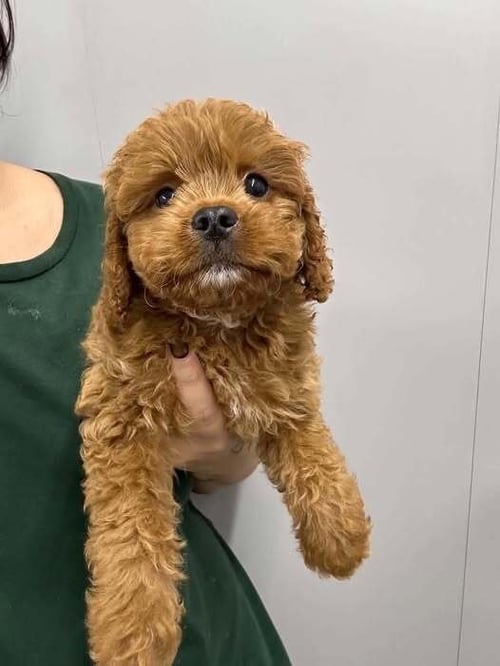 WINSTON (OH) - Cavalier King Charles Spaniel available for adoption