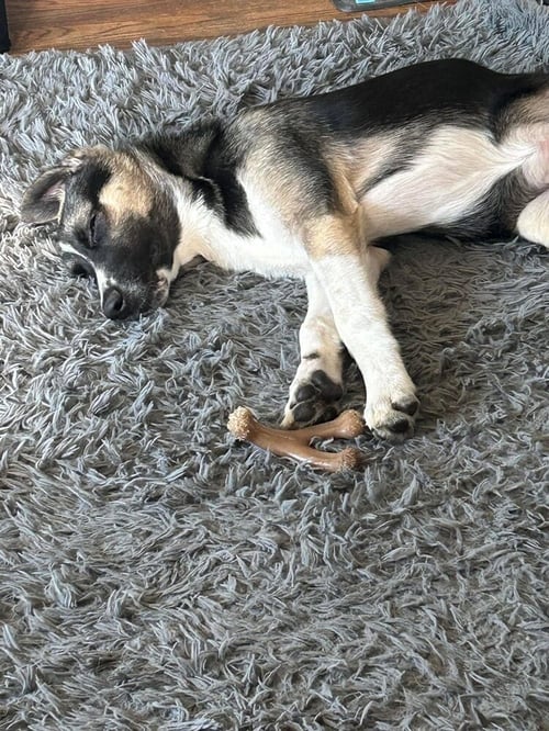 COLBY (TX) - Terrier available for adoption