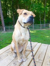 Missy (GA) - Photo 4