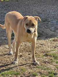 Missy (GA) - Photo 3