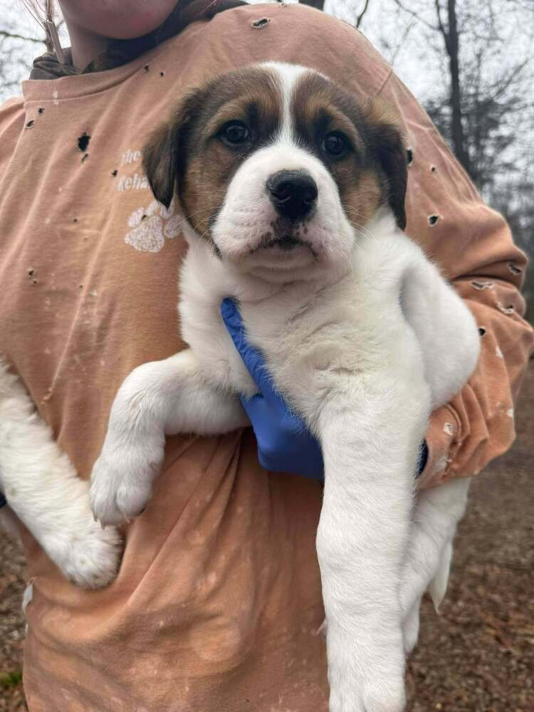 KOBE (AL) - Border Collie available for adoption