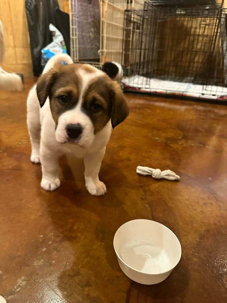 KOBE (AL) - Border Collie available for adoption