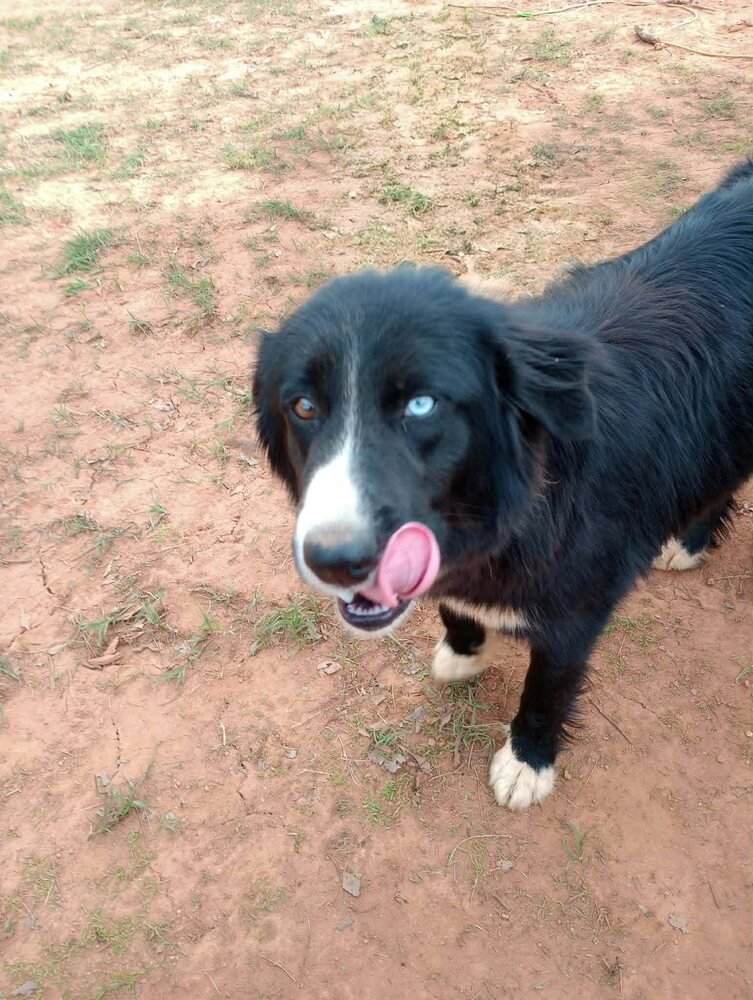 LUNA (AL) - Border Collie for adoption in New York