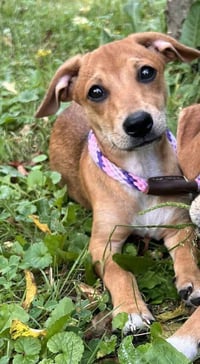 Bailey (AL) - Photo 4