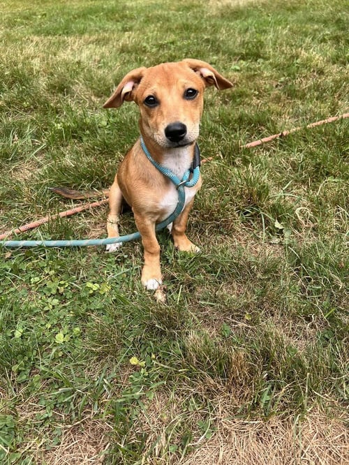 BAILEY (AL) - Beagle available for adoption
