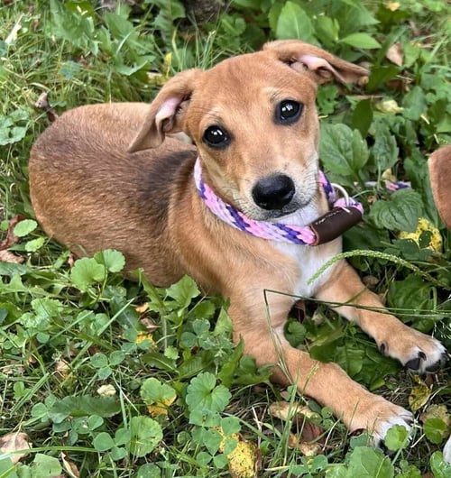 BAILEY (AL) - Beagle available for adoption