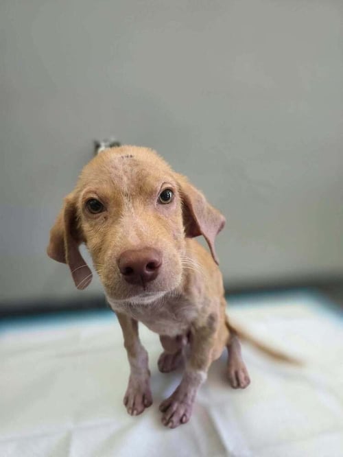 COOPER (AL) - Golden Retriever available for adoption
