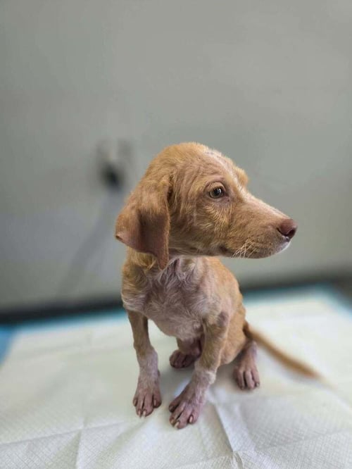 COOPER (AL) - Golden Retriever available for adoption
