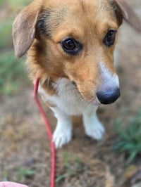 Whiskey (AL) - Photo 2