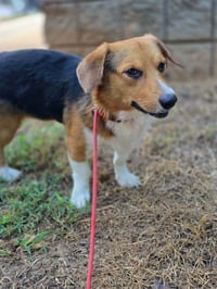 Whiskey (AL) - Photo 4