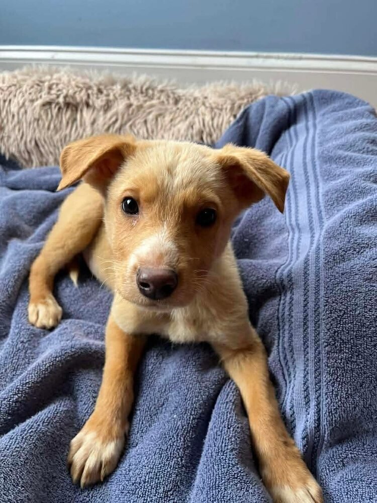 WESLEY (GA) - Labrador Retriever available for adoption