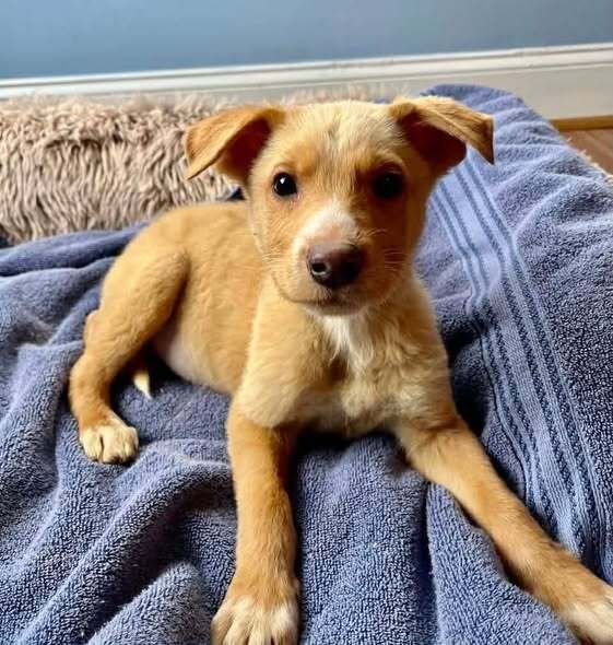 WESLEY (GA) - Labrador Retriever available for adoption