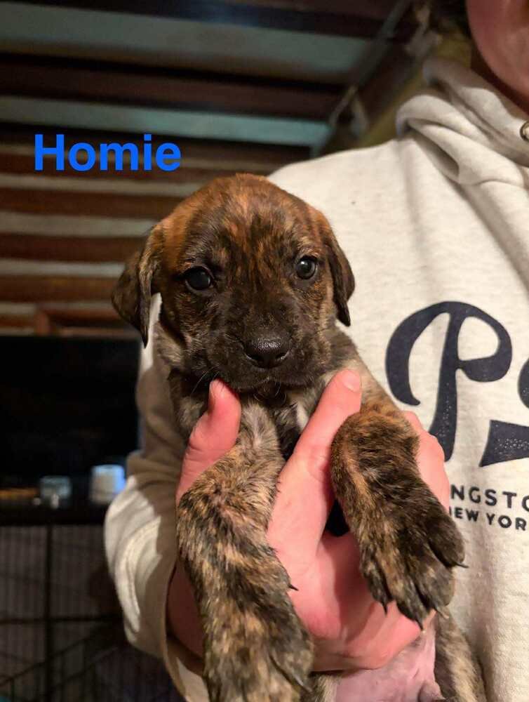HOMIE (AL) - Labrador Retriever / Boxer available for adoption