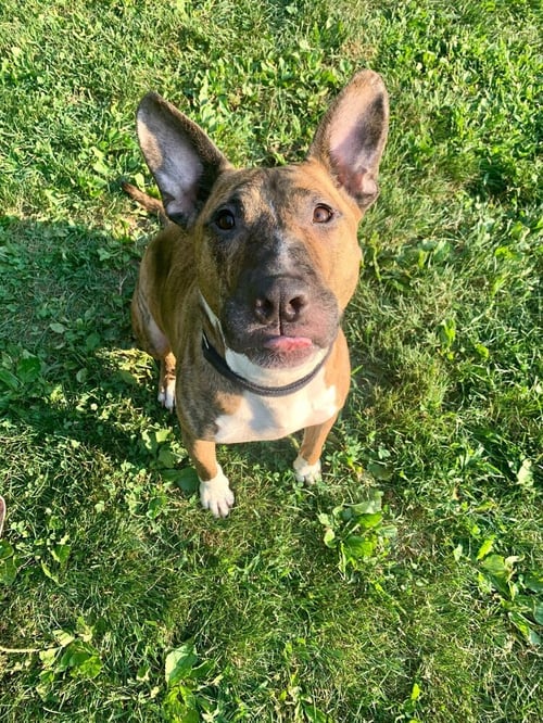 TIGGER - Bull Terrier / American Pit Bull Terrier available for adoption
