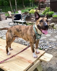 Tigger - Photo 3
