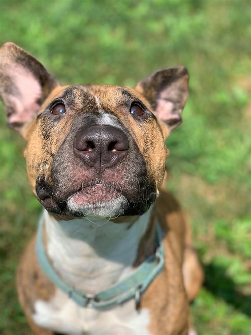 TIGGER - Bull Terrier / American Pit Bull Terrier available for adoption